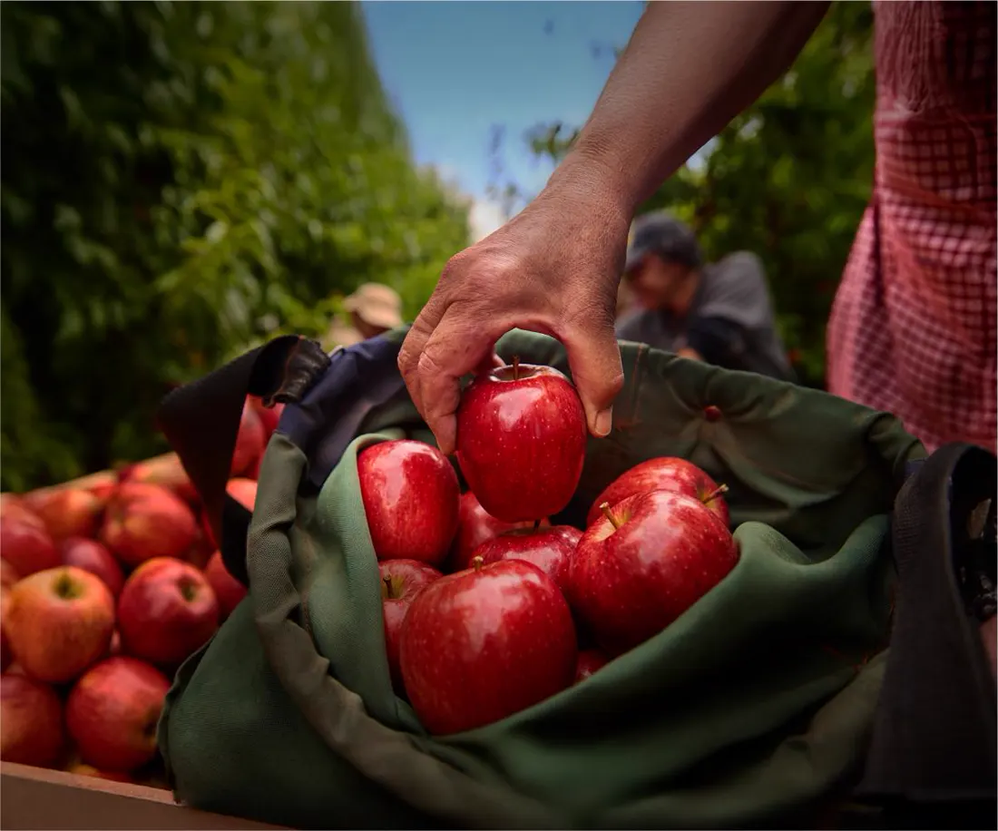 Lo Valledor · manzanas recién cosechadas en el saco